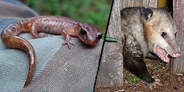 Coolest Critter 2007-2008